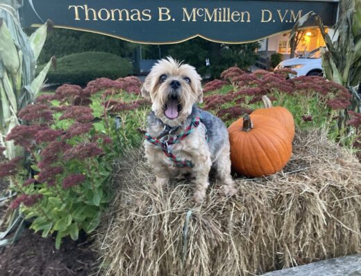 Mercy Animal Hospital