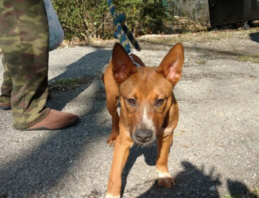 Meredith Warner Animal Clinic