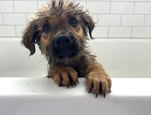 Middle Tennessee Veterinary Center