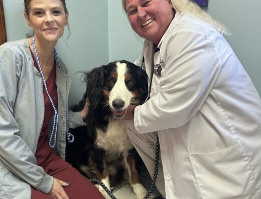 Milan Veterinary Clinic