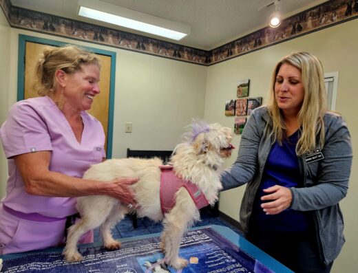 Milton Veterinary Hospital