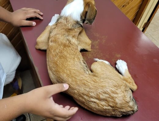 Mitchell County Veterinary Clinic