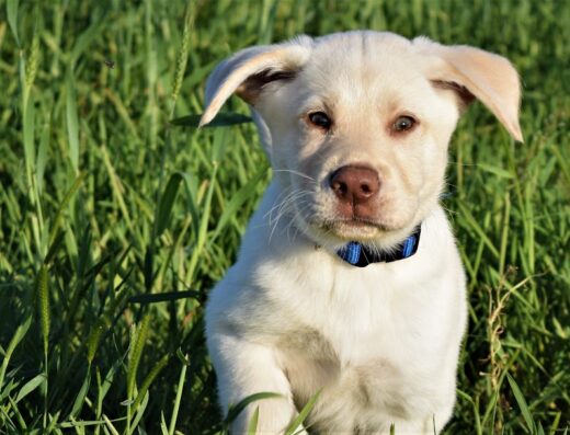 Montpelier Veterinary Hospital