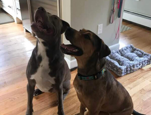 Mount Hope Animal Hospital