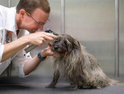 Mount Pleasant Animal Hospital