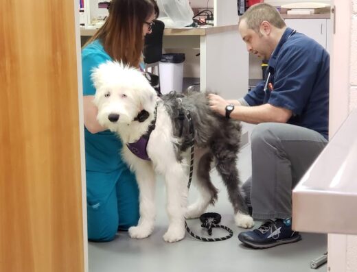 Mountain Home Veterinary Clinic