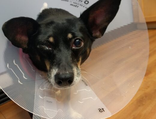 Mountain View Animal Hospital