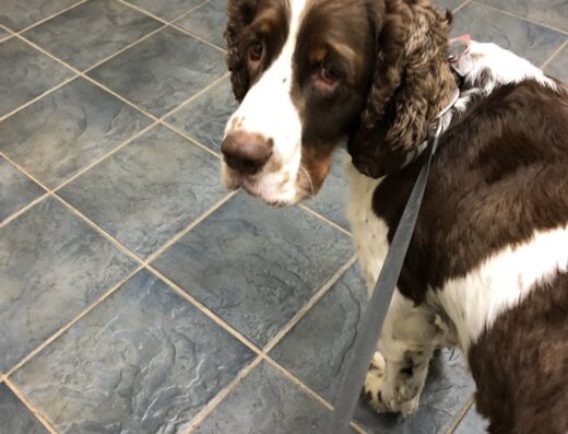 Muncy Veterinary Center