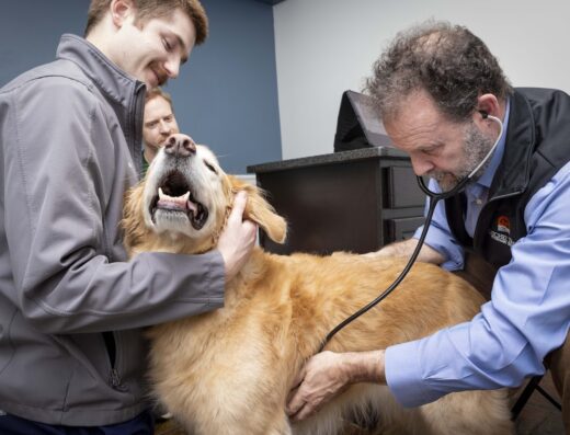 Natchez Trace Veterinary Services – Clinic & Holistic Telemedicine