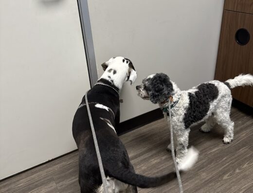 Neighborhood Pet Hospital