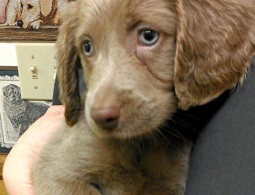 New Oxford Veterinary Clinic