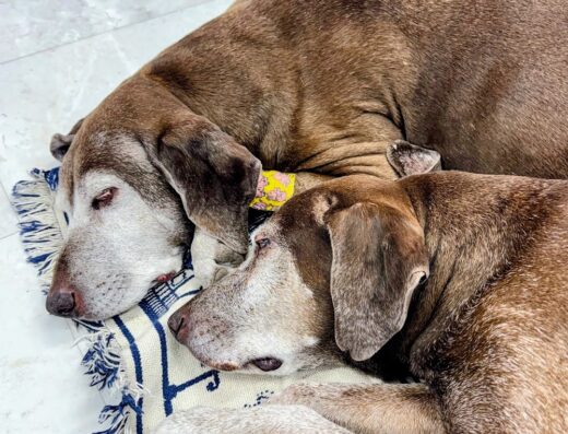 Newport Veterinary Hospital