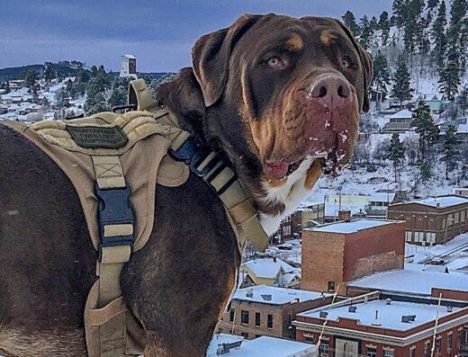 Northern Hills Veterinary Clinic Small Animal