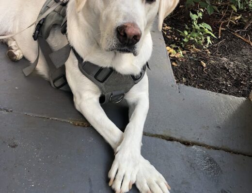 Northwest Tennessee Veterinary Services