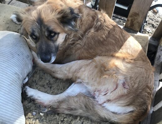 Oahe Veterinary Hospital