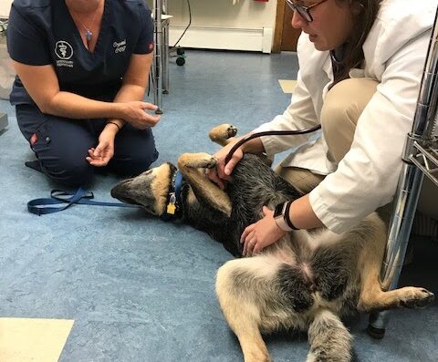 Oaklawn Animal Hospital