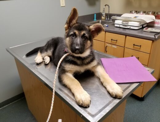 Old Hatchie Veterinary Clinic