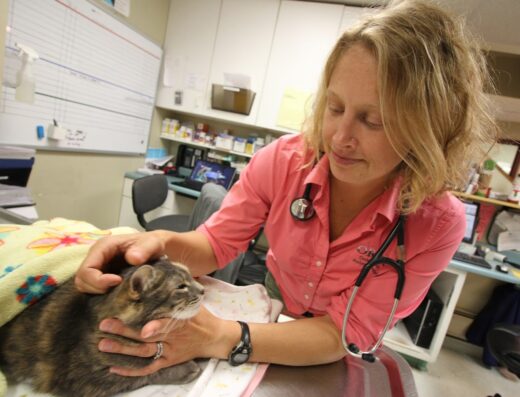 Onion River Animal Hospital