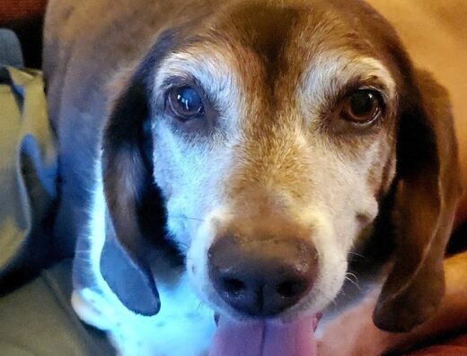 Palmetto Animal Clinic