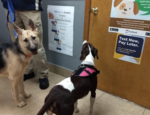 Palmetto Animal Hospital