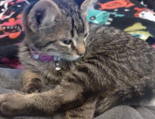 Parker Veterinary Clinic