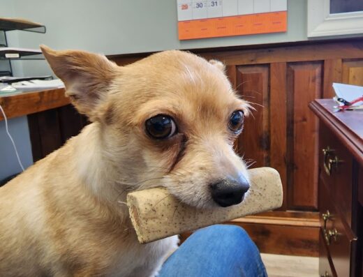 Pawleys Veterinary Hospital