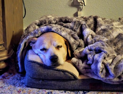 Pedernales Veterinary Center