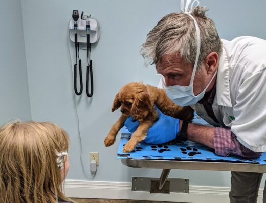 Pet Medical Services