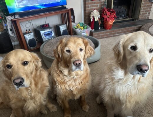 Petit Brook Veterinary Clinic