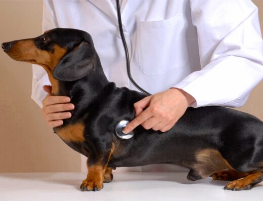 Platt Springs Road Animal Clinic