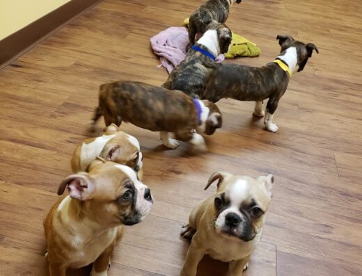 Randolph Regional Veterinary Hospital