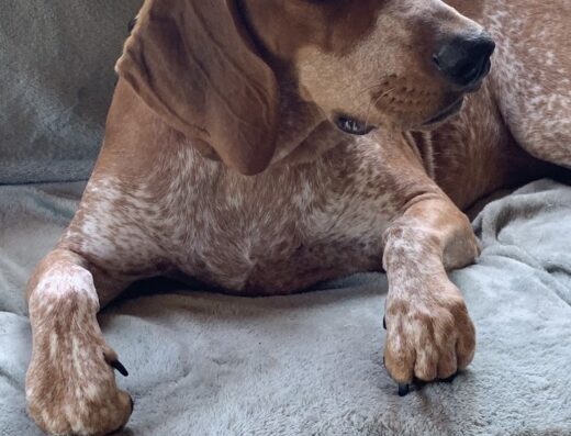 Richmond Animal Hospital