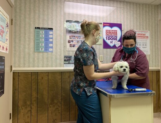 Ridge Animal Hospital