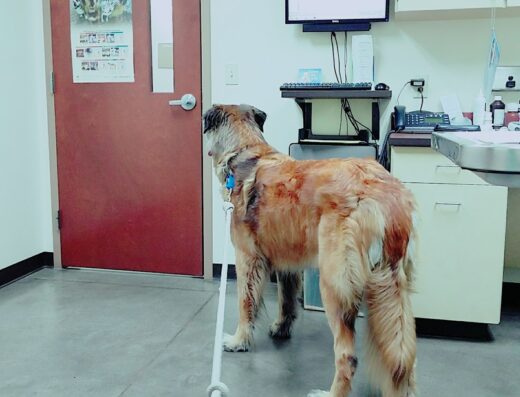 Ringtown Valley Veterinary Hospital 5pm