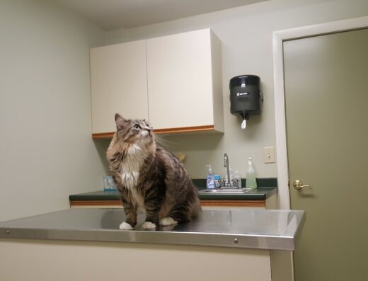 River Cove Animal Hospital