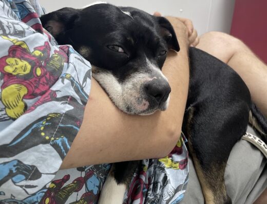 River Run Veterinary Hospital