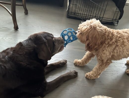 Rock N Country Veterinary Services