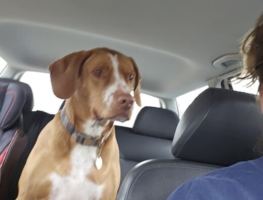 Rose Hill Veterinary Practice