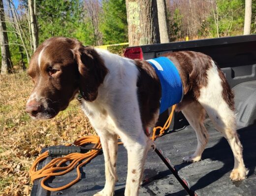 Rosebird Veterinary Center