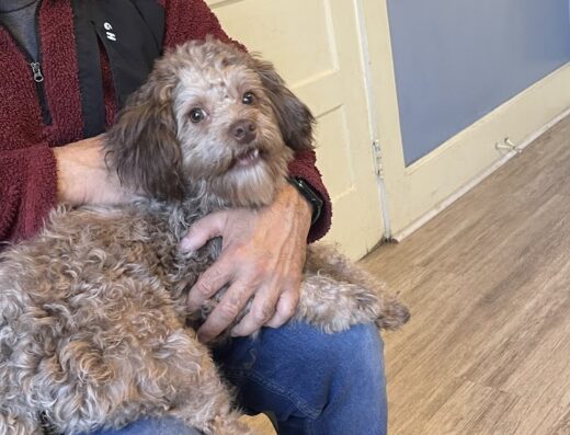 Rosewood Drive Animal Clinic