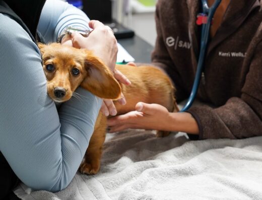 Saves Small Animal Veterinary Emergency Specialty