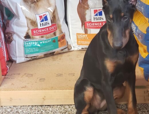 Selby Veterinary Services