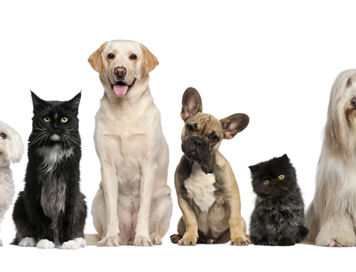 Selinsgrove Veterinary Hospital