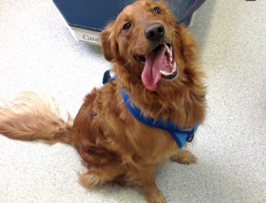 Sequist Animal Hospital