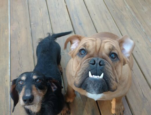 Sevier County Animal Clinic