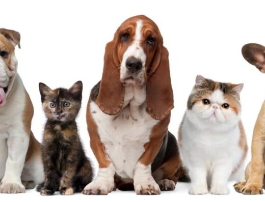 Shandon Wood Animal Clinic