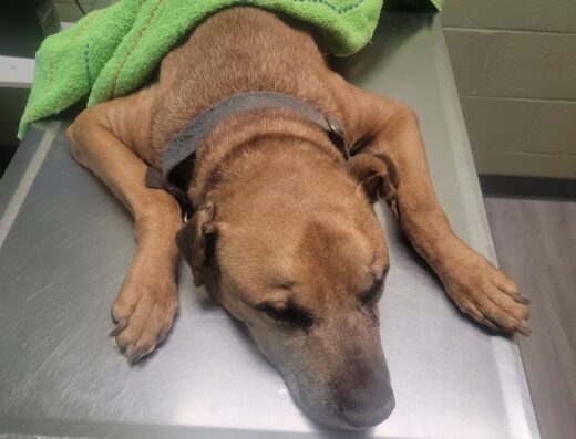 Shuler Veterinary Clinic