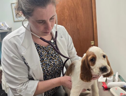 Silver Maple Veterinary Clinic