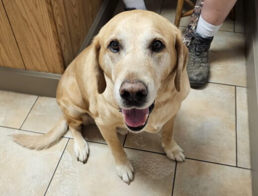 Somerset Veterinary Hospital