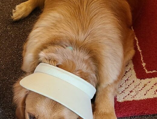 South Central Veterinary Clinic